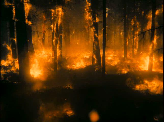 Jennifer Lawrence Goes Wild in a Hot and Sexy Photo Shoot